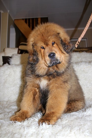 Фотографии: Щенки Тибетского мастифа из питомника "MY GOLDEN LION"