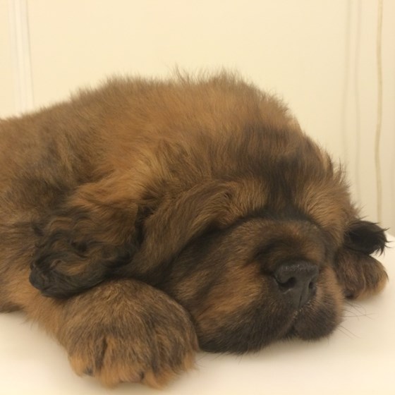 Фотографии: Щенки Тибетского мастифа из питомника "MY GOLDEN LION"