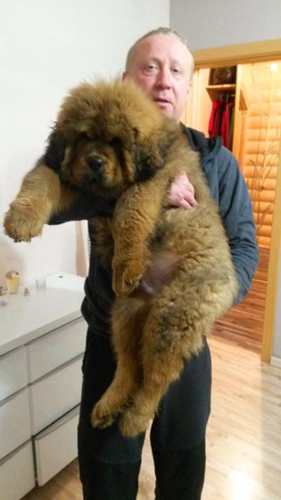 Фотографии: Щенки Тибетского мастифа из питомника "MY GOLDEN LION"