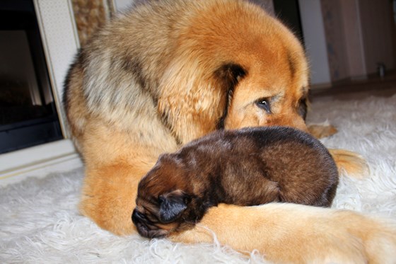 Фотографии: Щенки Тибетского мастифа из питомника "MY GOLDEN LION"