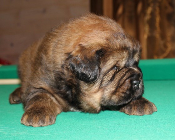 Фотографии: Щенки Тибетского мастифа из питомника "MY GOLDEN LION"