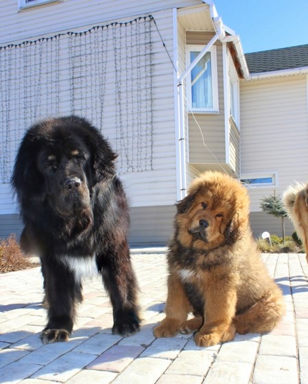 Фотографии: Щенки Тибетского мастифа из питомника "MY GOLDEN LION"