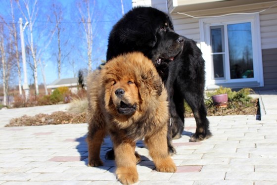 Фотографии: Щенки Тибетского мастифа из питомника "MY GOLDEN LION"