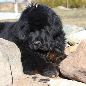 Фотографии: Щенки Тибетского мастифа из питомника "MY GOLDEN LION"