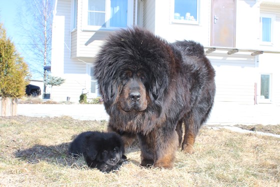 Фотографии: Щенки Тибетского мастифа из питомника "MY GOLDEN LION"