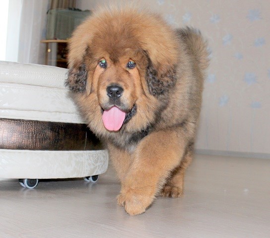 Фотографии: Щенки Тибетского мастифа из питомника "MY GOLDEN LION"