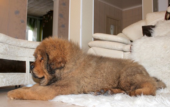 Фотографии: Щенки Тибетского мастифа из питомника "MY GOLDEN LION"