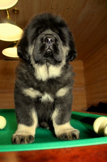 Фотографии: Щенки Тибетского мастифа из питомника "MY GOLDEN LION"