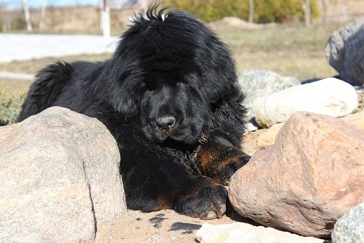 Фотографии: Щенки Тибетского мастифа из питомника "MY GOLDEN LION"