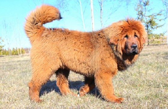 Фотографии: Щенки Тибетского мастифа из питомника "MY GOLDEN LION"