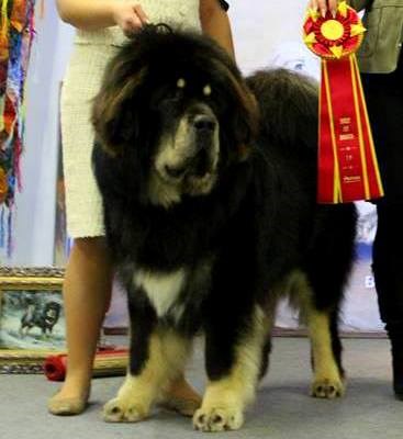 Фотографии: Щенки Тибетского мастифа из питомника "MY GOLDEN LION"