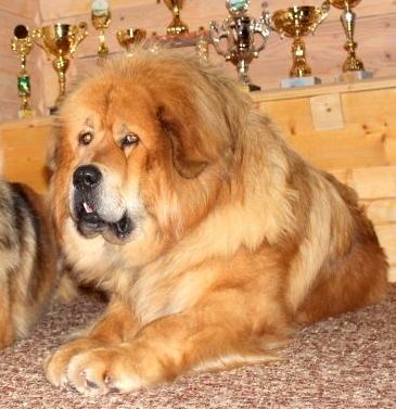 Фотографии: Щенки Тибетского мастифа из питомника "MY GOLDEN LION"