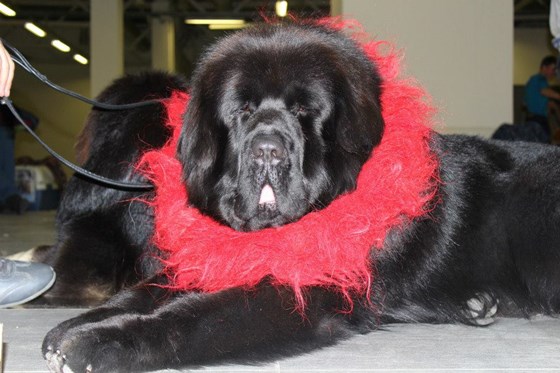 Фотографии: Щенки Тибетского мастифа из питомника "MY GOLDEN LION"