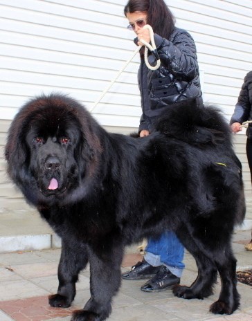 Фотографии: Щенки Тибетского мастифа из питомника "MY GOLDEN LION"